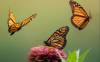 Monarch Butterflies 